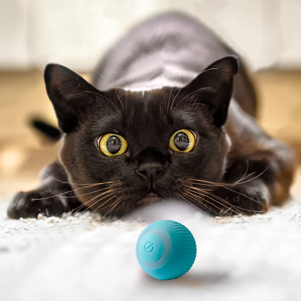Cat-Toy-12-1.webp