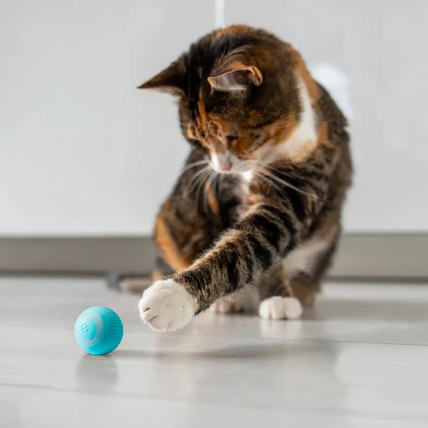 Cat-Toy-13-1.webp